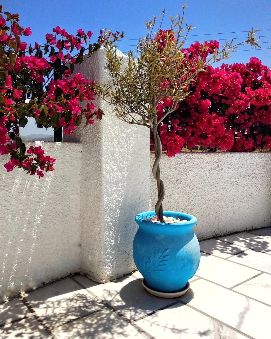 Dedalos Studios Naxos Naxos City Exterior photo